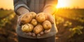 Food raw crop farmer nature vegetable fresh organic agriculture potato harvest farming healthy Royalty Free Stock Photo