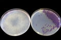 Coliform bacteria