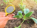 The food scientist checks the cabbage for chemicals and pesticides. Growing organic vegetables. Eco-friendly products. Pomology.