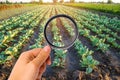 The food scientist checks the cabbage for chemicals and pesticides. healthy vegetables. pomology. farming. harvesting. agriculture