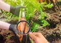 The food scientist checks the carrot for chemicals and pesticides. Growing organic vegetables. Eco-friendly products. Pomology.