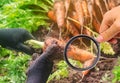 The food scientist checks the carrot for chemicals and pesticides. Growing organic vegetables. Eco-friendly products. Pomology. Royalty Free Stock Photo