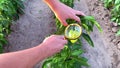 The food scientist checks pepper crop quality and health, chemicals and pesticides. Pomology. Agriculture and farming