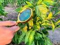 The food scientist checks the peppers for chemicals and pesticides. Growing organic vegetables. Eco-friendly products. Pomology.