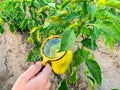 The food scientist checks the peppers for chemicals and pesticides. Growing organic vegetables. Eco-friendly products. Pomology.