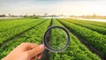 The food scientist checks the potato for chemicals and pesticides. Study quality of soil and crop. Growing organic vegetables. Eco