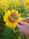 The food scientist checks the sunflower for chemicals and pesticides. Crop quality. Sunflower oil and biofuel. Eco-friendly