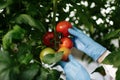 Food scientist showing tomatoes in greenhouse