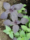 Food seasoning - grass, basil plant on a bed in the garden. Basil leaves. The main seasoning of Italian cuisine. Green and purple. Royalty Free Stock Photo