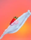 Food Splash Photography. Milk Spills Pouring Around Strawberry. Against Red Background Royalty Free Stock Photo