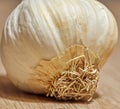 Food stuff. Closeup of a garlic head with curly roots at the base. One organic herb plant on a wooden table in a kitchen Royalty Free Stock Photo