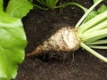 Food - Sugar Beet with Leaves - Field Royalty Free Stock Photo