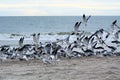 The food taken by gulls includes fish and marine and freshwater invertebrates, both alive and already dead