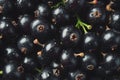 Food texture background - background filled with black current berries