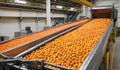 food factory harvest production citrus fruit orange processing process conveyor. Generative AI Royalty Free Stock Photo