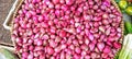 Food, Vegetables, Freshly harvested shallots, ready to be processed into food ingredients or seasonings Royalty Free Stock Photo