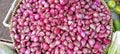 Food, Vegetables, Freshly harvested shallots, ready to be processed into food ingredients or seasonings Royalty Free Stock Photo