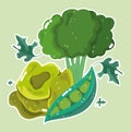 Food vegetables menu fresh diet ingredient broccoli lettuce and peas