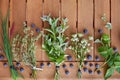 Aromatic herbs and blueberry wooden table