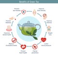 Foods infographics. Green tea.