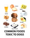 Foods toxic to dogs Royalty Free Stock Photo
