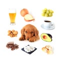 Foods toxic to dogs Royalty Free Stock Photo