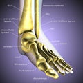 3d illustration of skeleton feet bone anatomy