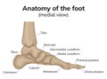 Foot anatomy illustration