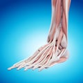 The foot anatomy