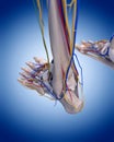 The foot anatomy