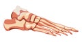 Foot and ankle Bones Human Skeleton Anatomically correct side lateral view joints, toe phalanges, cuboid, metatarsal