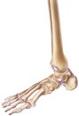 Foot and Ankle - Bones & Joints Royalty Free Stock Photo