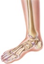 Foot & Ankle - Showing Bones and Joints Royalty Free Stock Photo