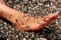 Foot on the beach