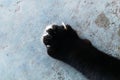 Foot of black cat