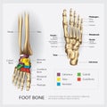 Foot Bone Anatomy