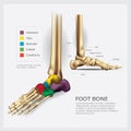 Foot Bone Anatomy