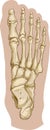 Foot bone anatomy