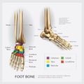 Foot Bone Anatomy