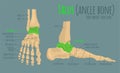 Foot bones anatomy