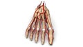 Foot bones with Arteries anterior view