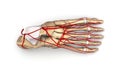 Foot bones with Arteries top view