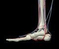 Foot Bones, Arteries and Veins