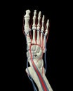 Foot Bones, Arteries and Veins Royalty Free Stock Photo