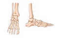 Foot bones