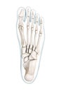 Foot bones inferior or plantar view with body contours 3D rendering illustration isolated on white with copy space. Human skeleton Royalty Free Stock Photo