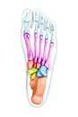 Foot bones inferior or plantar view labeled with colors with body 3D rendering illustration isolated on white with copy space. Royalty Free Stock Photo