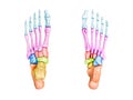 Foot bones inferior and superior view labeled with colors 3D rendering illustration isolated on white with copy space. Human Royalty Free Stock Photo