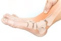 Foot bones Royalty Free Stock Photo