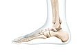 Foot bones lateral view with body contours 3D rendering illustration isolated on white with copy space. Human skeleton and ankle